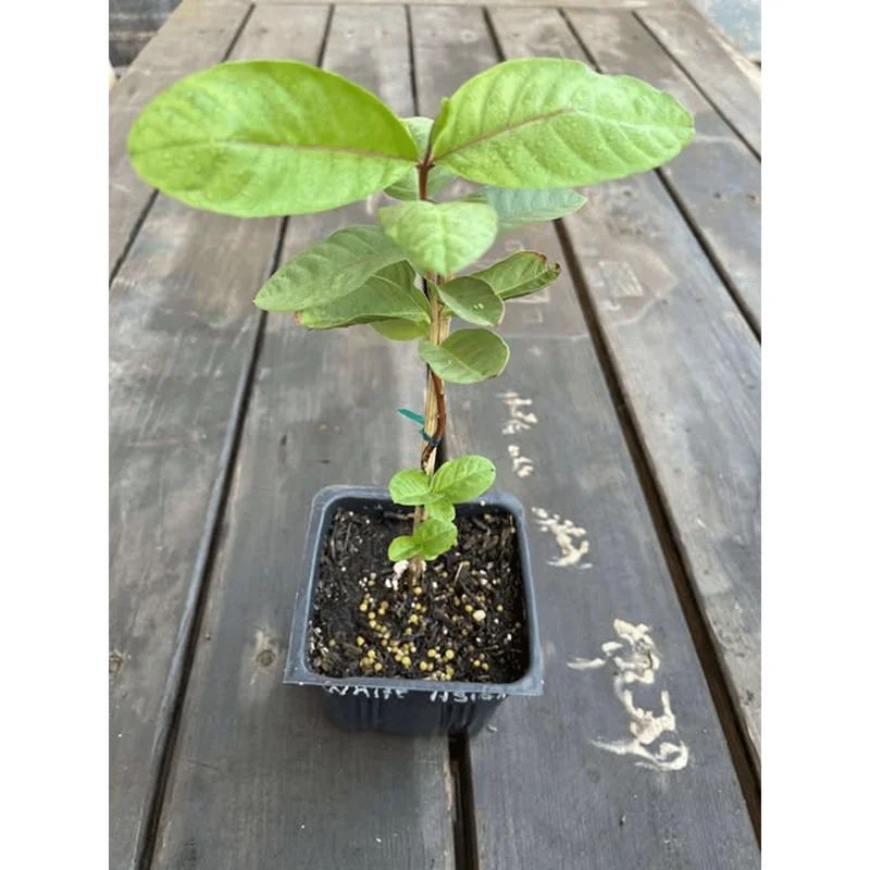 White Guava Tree Live Plant - Psidium Guajava, Sweet Fruit, 4-inch Pot - Image 2