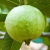White Guava Tree Live Plant – Sweet Guava Fruit – 8-10 Inch Tall in 4 Inch Pot – Outdoor - Image 1