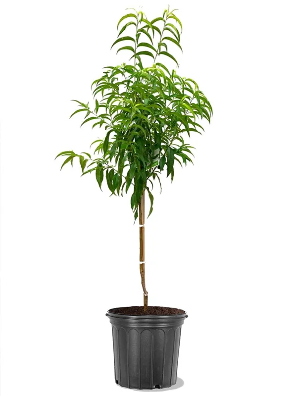 White Hale Peach Tree Live Plant – Sweet Peach Fruit – 3-4 Ft Tall – 5-Gallon - Image 2