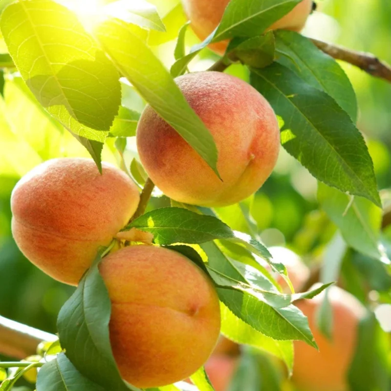 White Hale Peach Tree Live Plant – Sweet Peach Fruit – 3-4 Ft Tall – 5-Gallon - Image 1