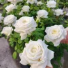 White Hybrid Tea Rose Live Plant, 5-8 Inch Tall Rose Bush, Fragrant Flowers, Outdoor - Image 1