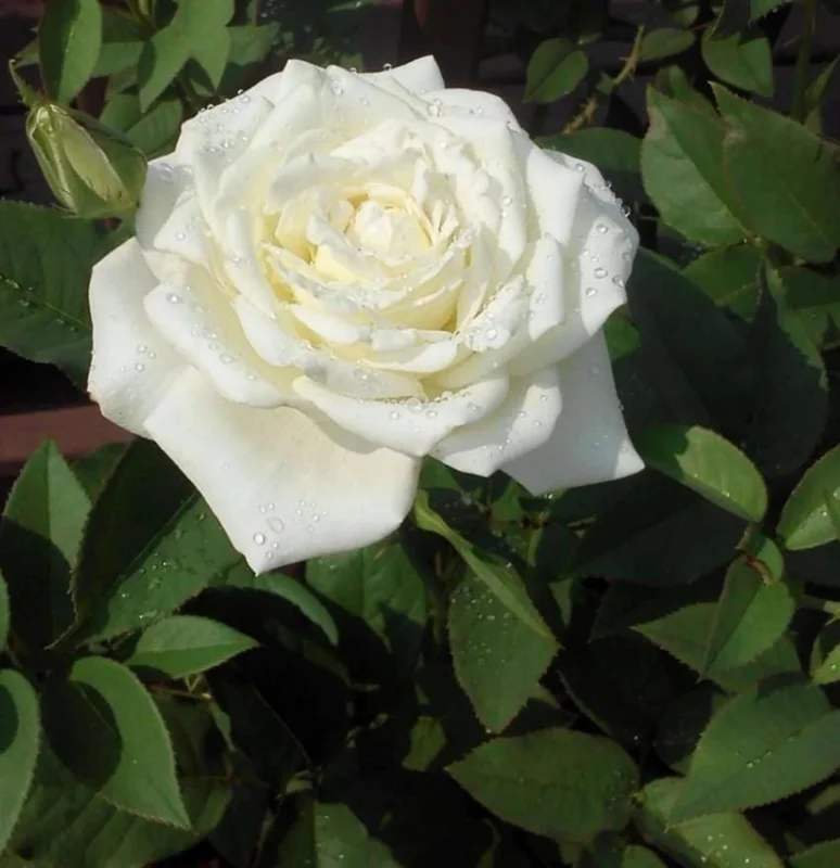 White Hybrid Tea Rose Plant Live, 5-8 Inch Tall Rose Bush Starter, Outdoor Garden - Image 2
