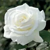 White Hybrid Tea Rose Plant Live, 5-8 Inch Tall Rose Bush Starter, Outdoor Garden - Image 1