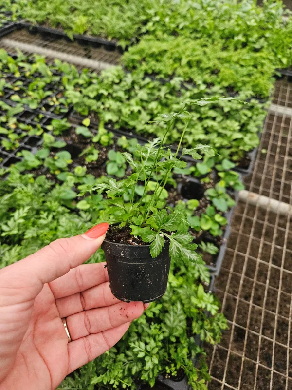White Lace Fern Live Plant - Miniature 2 Inch Pot, Indoor Houseplant - Image 2
