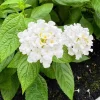 White Lantana Live Plant – 5-7 Inch Tall Perennial Shrub – Outdoor Flowering - Image 1