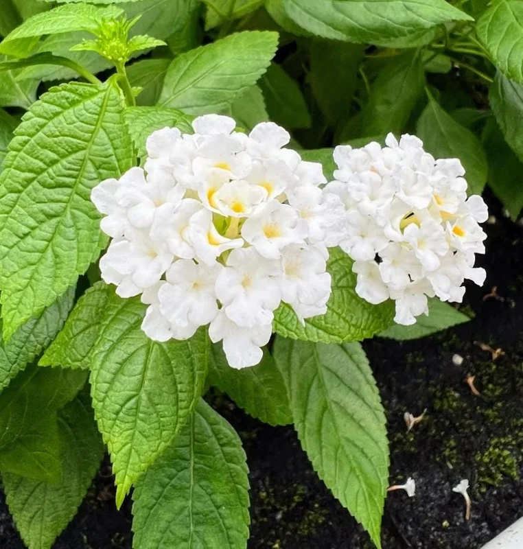 White Lantana Live Plant – 5-7 Inch Tall Perennial Shrub – Outdoor Flowering - Image 1
