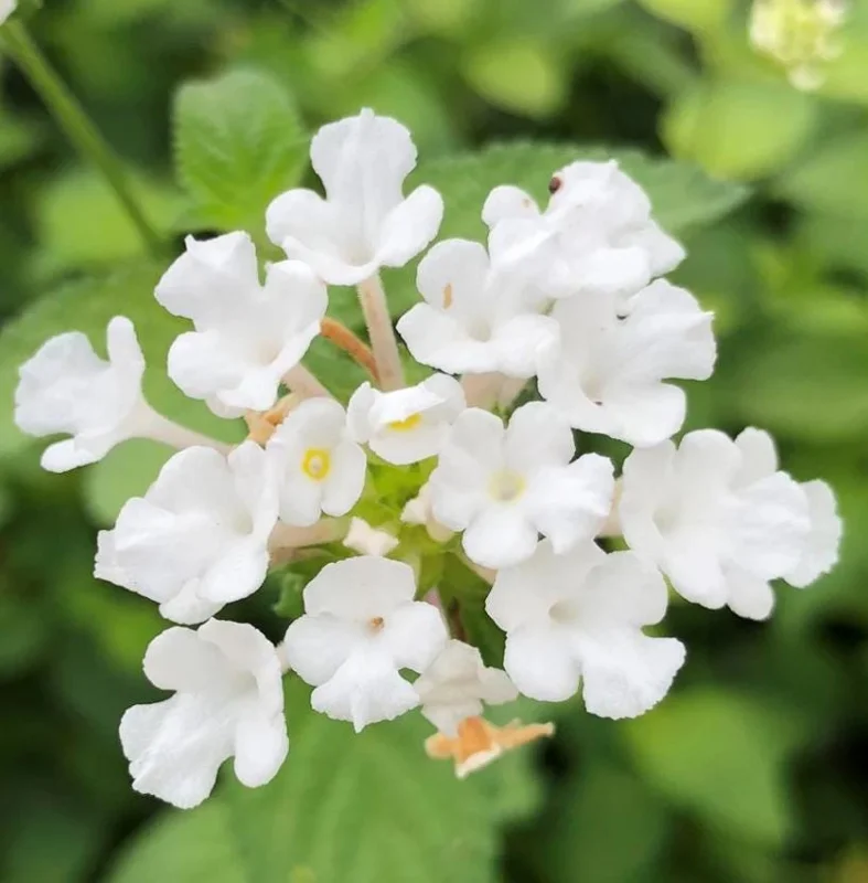 White Lantana Live Plant – 5-7 Inch Tall Perennial Shrub – Outdoor Flowering - Image 2
