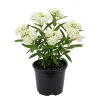 White Milkweed Live Plant – 12-18 Inches Tall – Outdoor Pollinator Garden - Image 1