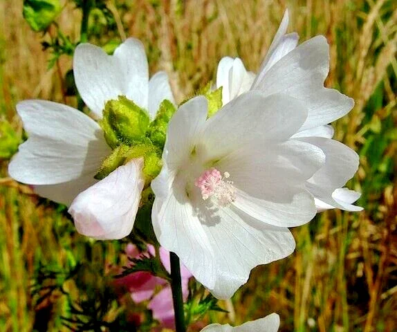 White Musk Mallow Seeds - Malva Moschata Alba - 102 Seeds - Easy Grow Perennial - Image 2