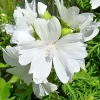 White Musk Mallow Seeds - Malva Moschata Alba - 102 Seeds - Easy Grow Perennial - Image 1