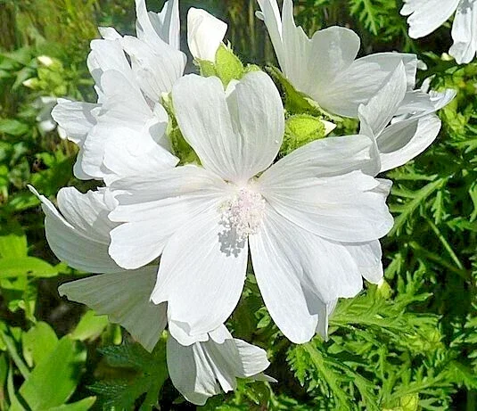 White Musk Mallow Seeds - Malva Moschata Alba - 102 Seeds - Easy Grow Perennial - Image 1