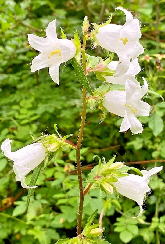 White Nettle Leafed Bellflower Seeds - 200 Perennial Flower Seeds - Image 2