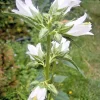 White Nettle Leafed Bellflower Seeds - 200 Perennial Flower Seeds - Image 1