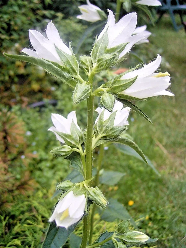White Nettle Leafed Bellflower Seeds - 200 Perennial Flower Seeds - Image 1