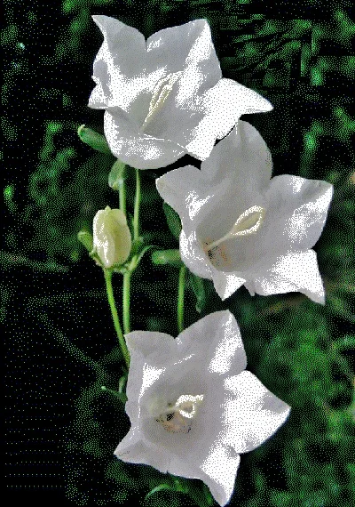 White Peach Leaf Bellflower Seeds - 250 Perennial Flower Seeds for Outdoor Gardens - Image 2