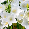 White Peach Leaf Bellflower Seeds - 250 Perennial Flower Seeds for Outdoor Gardens - Image 1