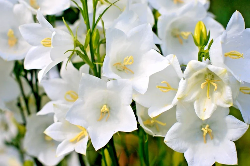 White Peach Leaf Bellflower Seeds - 250 Perennial Flower Seeds for Outdoor Gardens - Image 1