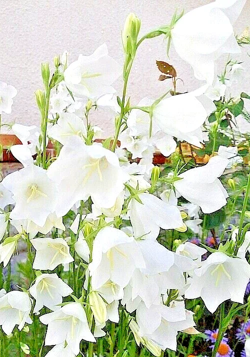 White Peach Leaf Bellflower Seeds, 255 Count, Perennial, Large White Flowers, Campanula Persicifolia - Image 2