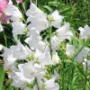 White Peach Leaf Bellflower Seeds, 255 Count, Perennial, Large White Flowers, Campanula Persicifolia - Image 1