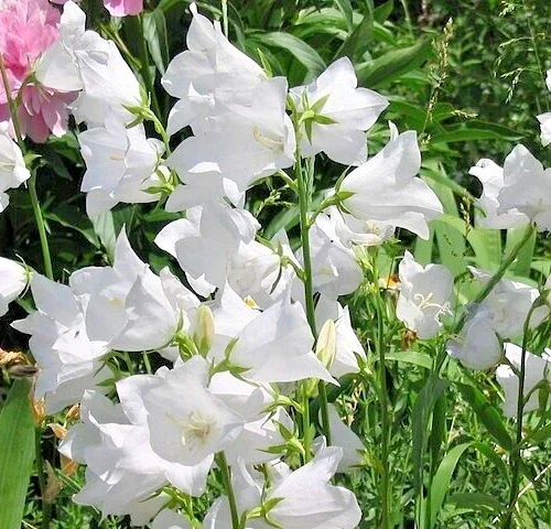 White Peach Leaf Bellflower Seeds, 255 Count, Perennial, Large White Flowers, Campanula Persicifolia - Image 1