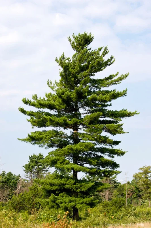 White Pine Tree Live Plant - Pinus strobus - 8+ Inches Tall - Evergreen Bare Root - Image 2