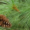 White Pine Tree Live Plant - Pinus strobus - 8+ Inches Tall - Evergreen Bare Root - Image 1