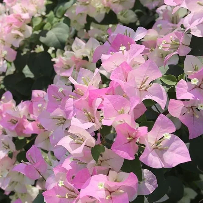 White Pink Bougainvillea Live Plant – 6-8 Inch Tall Tropical Vine in 4 Inch Pot White Pink Bougainvillea Live Plant – 6-8 Inch Tall Tropical Vine in 4 Inch Pot - Image 2