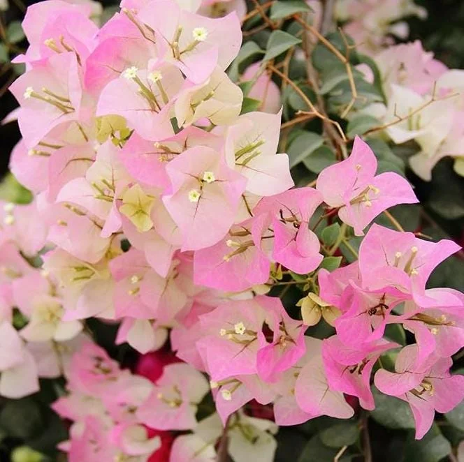 White Pink Bougainvillea Live Plant – 6-8 Inch Tall Tropical Vine in 4 Inch Pot White Pink Bougainvillea Live Plant – 6-8 Inch Tall Tropical Vine in 4 Inch Pot - Image 3