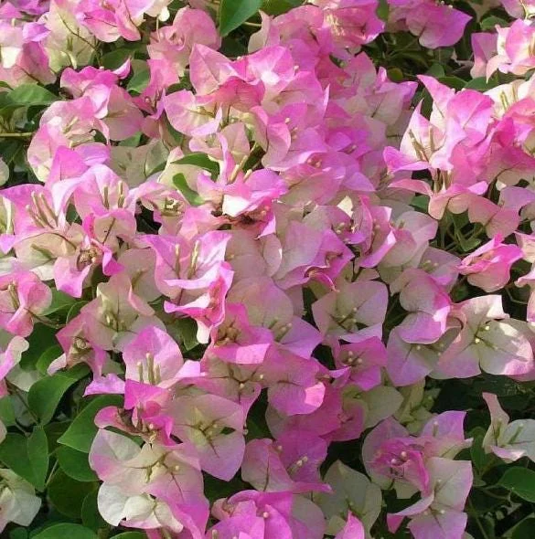 White Pink Bougainvillea Live Plant – 6-8 Inch Tall Tropical Vine in 4 Inch Pot White Pink Bougainvillea Live Plant – 6-8 Inch Tall Tropical Vine in 4 Inch Pot - Image 4