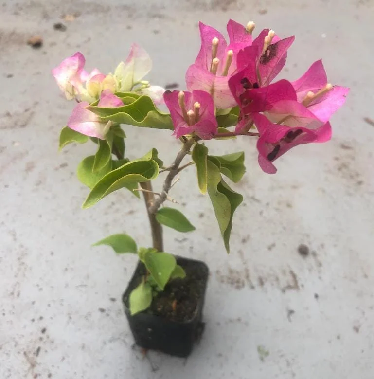 White Pink Bougainvillea Live Plant – 6-8 Inch Tall Tropical Vine in 4 Inch Pot White Pink Bougainvillea Live Plant – 6-8 Inch Tall Tropical Vine in 4 Inch Pot - Image 5