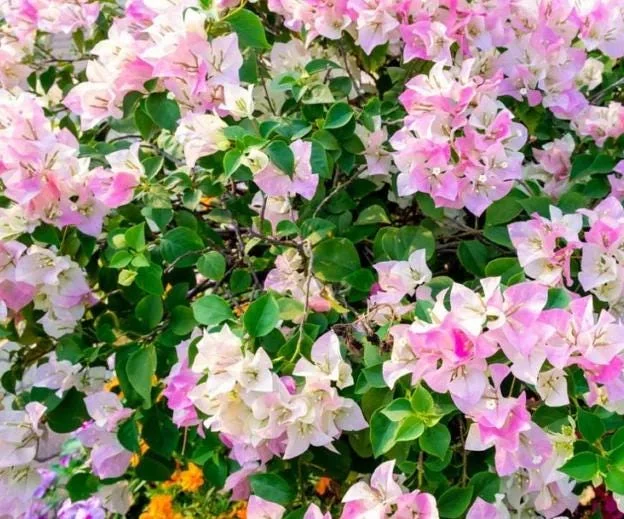 White Pink Bougainvillea Live Plant – 6-8 Inch Tall Tropical Vine in 4 Inch Pot White Pink Bougainvillea Live Plant – 6-8 Inch Tall Tropical Vine in 4 Inch Pot - Image 6