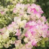 White Pink Bougainvillea Live Plant – 6-8 Inch Tall Tropical Vine in 4 Inch Pot - Image 1