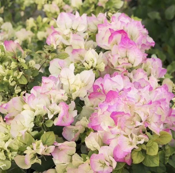 White Pink Bougainvillea Live Plant – 6-8 Inch Tall Tropical Vine in 4 Inch Pot White Pink Bougainvillea Live Plant – 6-8 Inch Tall Tropical Vine in 4 Inch Pot - Image 1