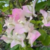 White Pink Bougainvillea Live Plant – Flowering Tropical Vine – 4 Inch Pot – Outdoor White Pink Bougainvillea Live Plant – Flowering Tropical Vine – 4 Inch Pot – Outdoor - Image 1