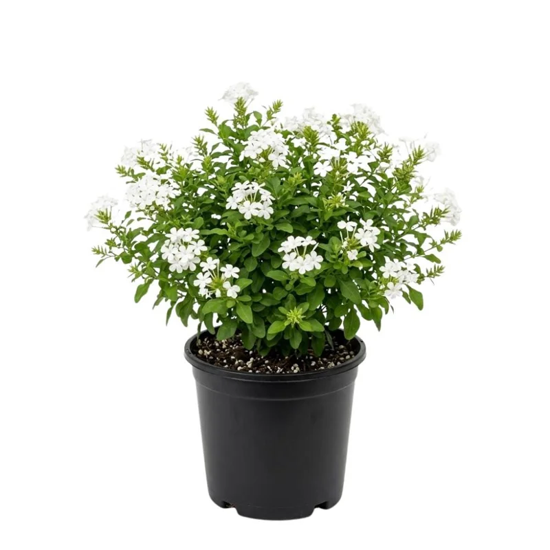 White Plumbago Live Plant – 5-7 Inch Tall Outdoor Shrub for Garden & Patio - Image 1