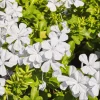 White Plumbago Live Plant – Vibrant Flowering Shrub – 4 to 6 Inch Tall White Plumbago Live Plant – Vibrant Flowering Shrub – 4 to 6 Inch Tall - Image 1