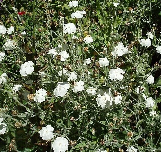 White Rose Campion Seeds, 101 Lychnis Coronaria Perennial Flower Seeds - Image 2