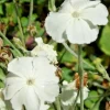 White Rose Campion Seeds, 101 Lychnis Coronaria Perennial Flower Seeds - Image 1