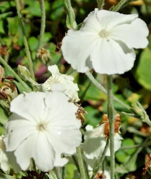 White Rose Campion Seeds, 101 Lychnis Coronaria Perennial Flower Seeds - Image 1