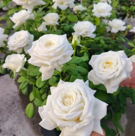 White Rose Live Plant - Pope John Paul II Hybrid Tea Bush, 4-6 Inch Tall, Fragrant Blooms White Rose Live Plant - Pope John Paul II Hybrid Tea Bush, 4-6 Inch Tall, Fragrant Blooms - Image 2