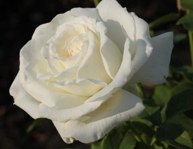 White Rose Live Plant - Pope John Paul II Hybrid Tea Bush, 4-6 Inch Tall, Fragrant Blooms White Rose Live Plant - Pope John Paul II Hybrid Tea Bush, 4-6 Inch Tall, Fragrant Blooms - Image 3