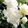 White Rose Live Plant - Pope John Paul II Hybrid Tea Bush, 4-6 Inch Tall, Fragrant Blooms White Rose Live Plant - Pope John Paul II Hybrid Tea Bush, 4-6 Inch Tall, Fragrant Blooms - Image 1