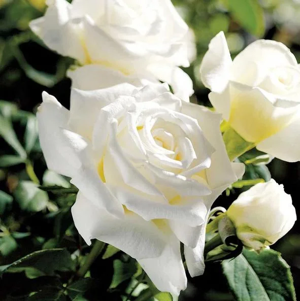 White Rose Live Plant - Pope John Paul II Hybrid Tea Bush, 4-6 Inch Tall, Fragrant Blooms White Rose Live Plant - Pope John Paul II Hybrid Tea Bush, 4-6 Inch Tall, Fragrant Blooms - Image 1