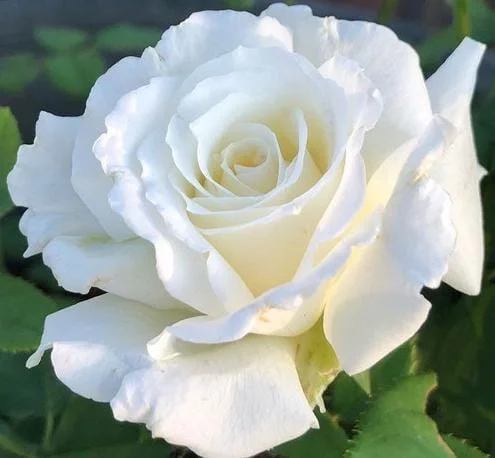 White Rose Live Plant - Pope John Paul II Hybrid Tea Bush, 4-6 Inch Tall, Fragrant Blooms White Rose Live Plant - Pope John Paul II Hybrid Tea Bush, 4-6 Inch Tall, Fragrant Blooms - Image 4