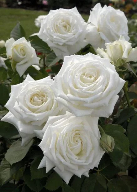White Rose Live Plant - Pope John Paul II Hybrid Tea Bush, 4-6 Inch Tall, Fragrant Blooms White Rose Live Plant - Pope John Paul II Hybrid Tea Bush, 4-6 Inch Tall, Fragrant Blooms - Image 5