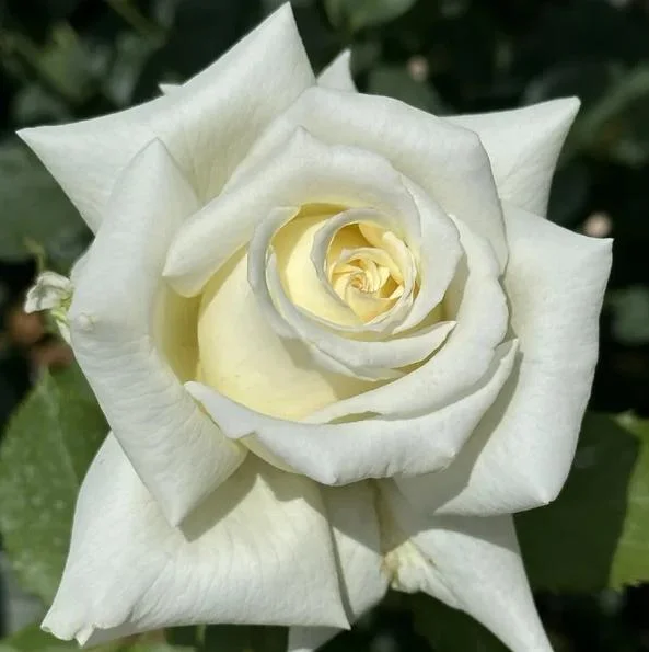 White Rose Live Plant - Pope John Paul II Hybrid Tea Bush, 4-6 Inch Tall, Fragrant Blooms White Rose Live Plant - Pope John Paul II Hybrid Tea Bush, 4-6 Inch Tall, Fragrant Blooms - Image 6
