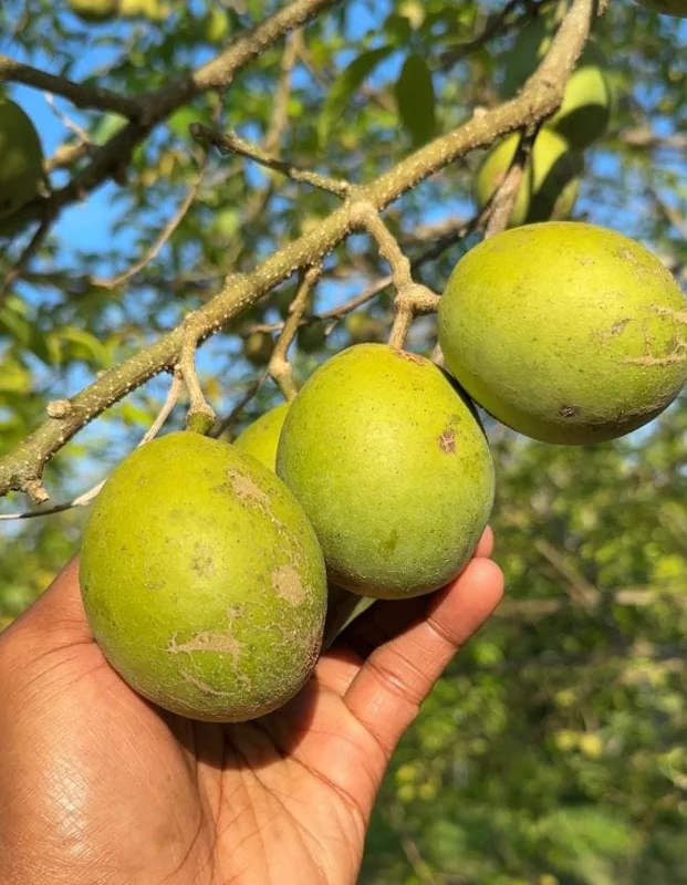 White Sapote Live Plant – 1.5ft Tall Seedling – 1 Gallon Pot – Tropical Fruit Tree White Sapote Live Plant – 1.5ft Tall Seedling – 1 Gallon Pot – Tropical Fruit Tree - Image 1