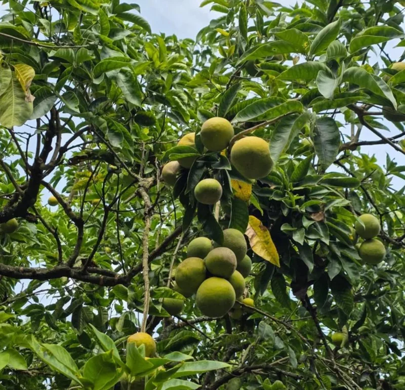 White Sapote Live Plant – 1.5ft Tall Seedling – 1 Gallon Pot – Tropical Fruit Tree White Sapote Live Plant – 1.5ft Tall Seedling – 1 Gallon Pot – Tropical Fruit Tree - Image 10