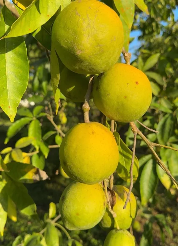 White Sapote Live Plant – 1.5ft Tall Seedling – 1 Gallon Pot – Tropical Fruit Tree White Sapote Live Plant – 1.5ft Tall Seedling – 1 Gallon Pot – Tropical Fruit Tree - Image 2