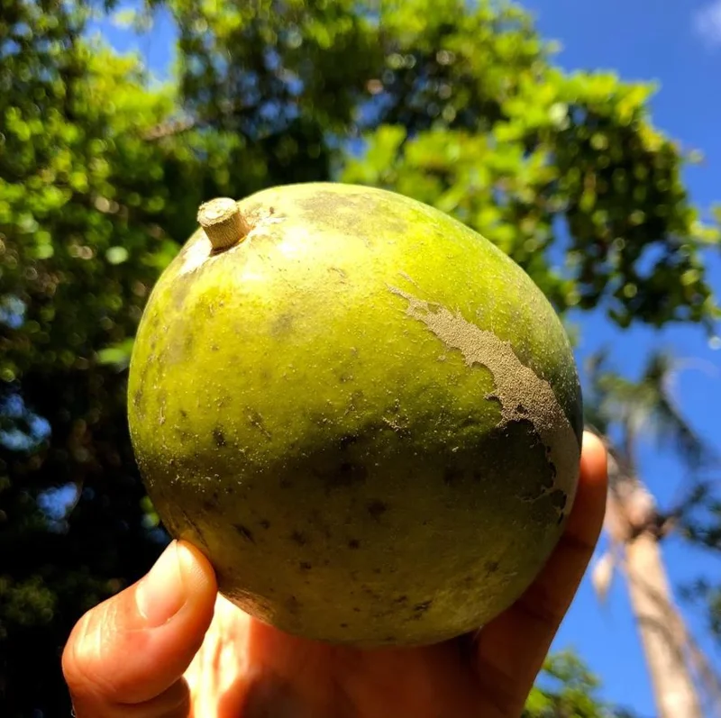 White Sapote Live Plant – 1.5ft Tall Seedling – 1 Gallon Pot – Tropical Fruit Tree White Sapote Live Plant – 1.5ft Tall Seedling – 1 Gallon Pot – Tropical Fruit Tree - Image 3